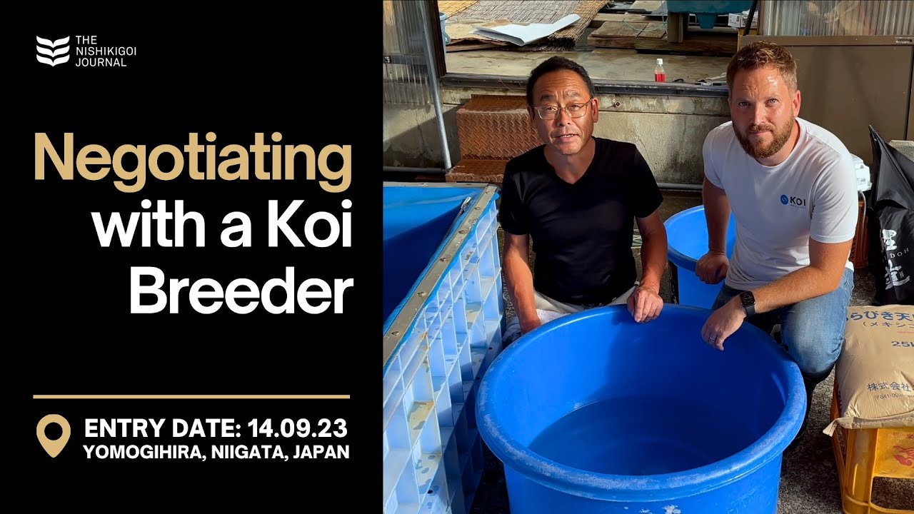 How I Convinced a Koi Breeder to Sell Me Their Top Fish! | The Nishikigoi Journal | EP #001