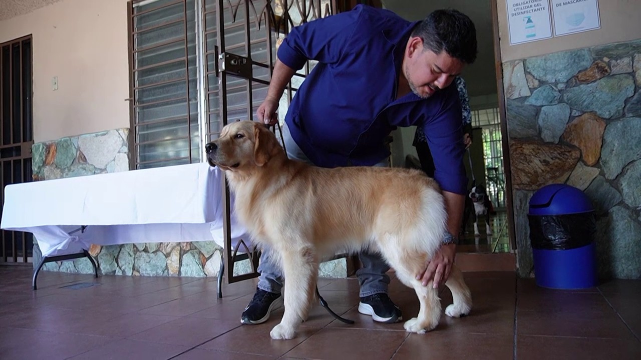 Mitos sobre las razas de perros