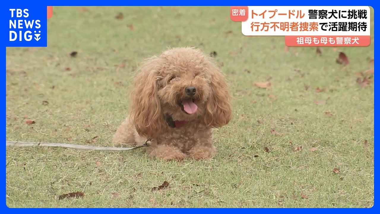【華麗なるトイプードル一族】1歳の「ファニー」が警察犬目指して審査会に初挑戦　祖母も母も警察犬｜TBS&nbsp;NEWS&nbsp;DIG