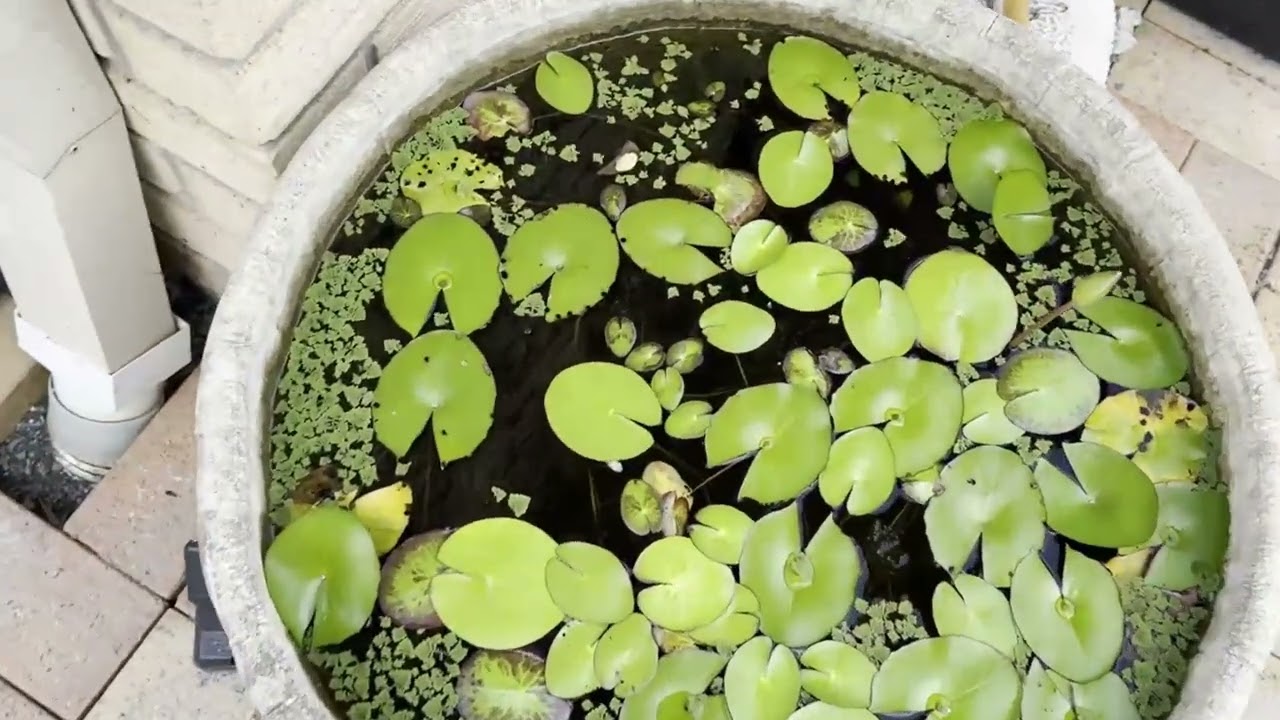 Mini Pond Tour