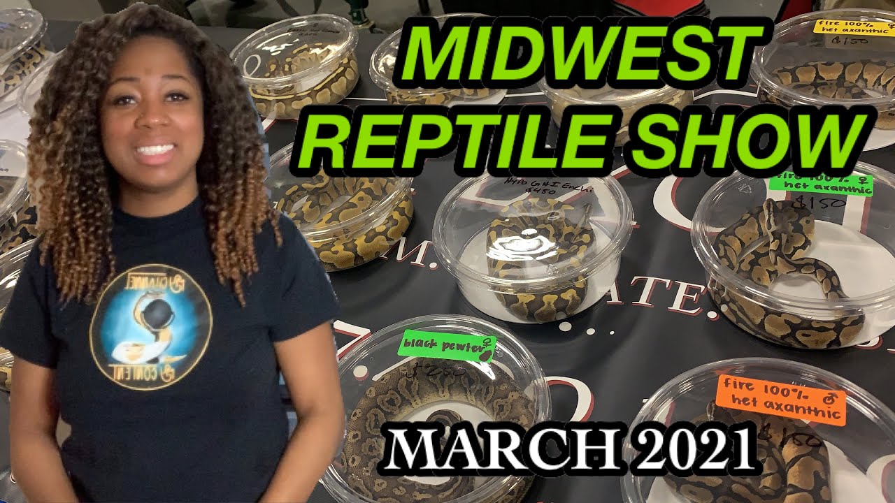 MIDWEST REPTILE SHOW MARCH 2021 | INDY REPTILE EXPO | BALL PYTHON BREEDING | PRECIOUS PYTHONS
