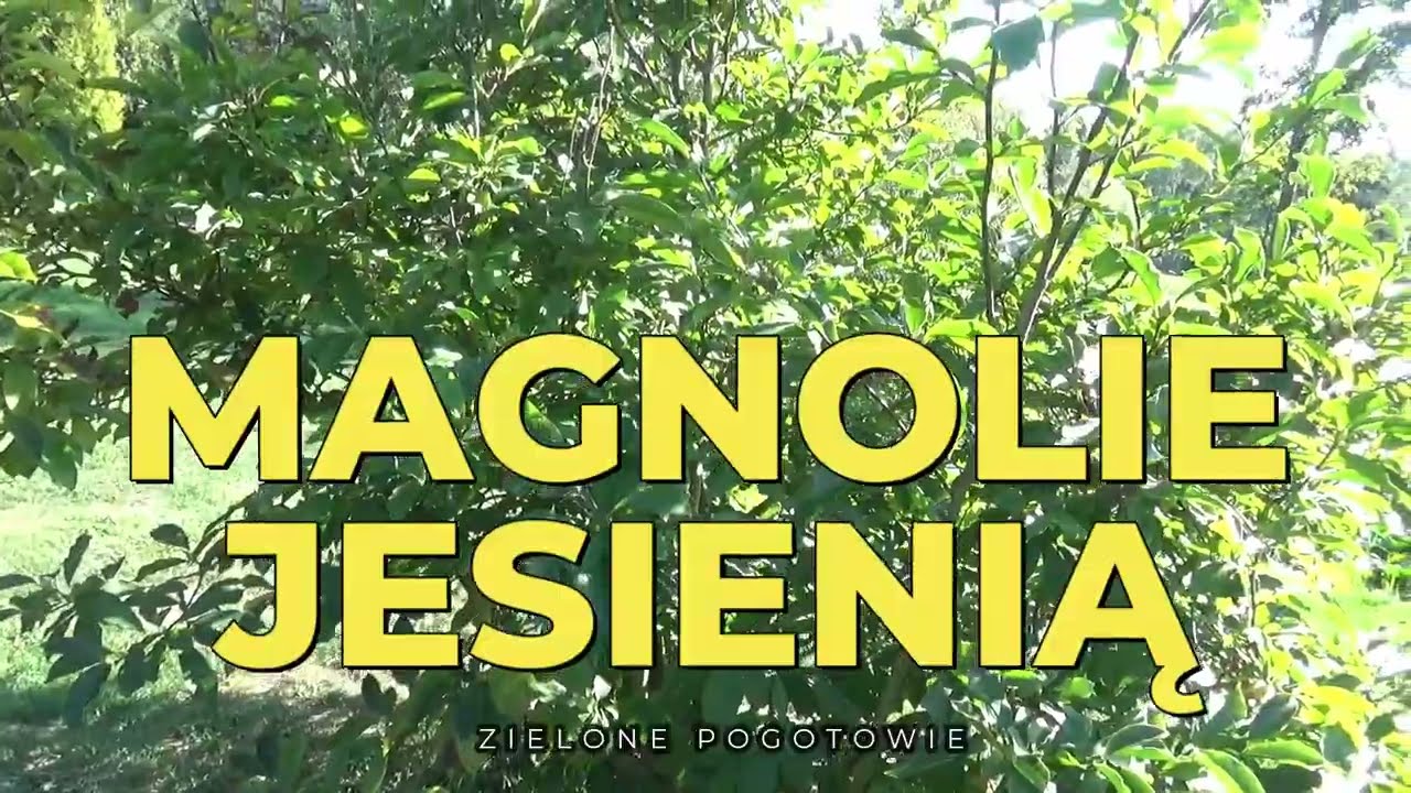 Magnolia choruje i ma słabe przyrosty. Jakie wymagania mają magnolie?