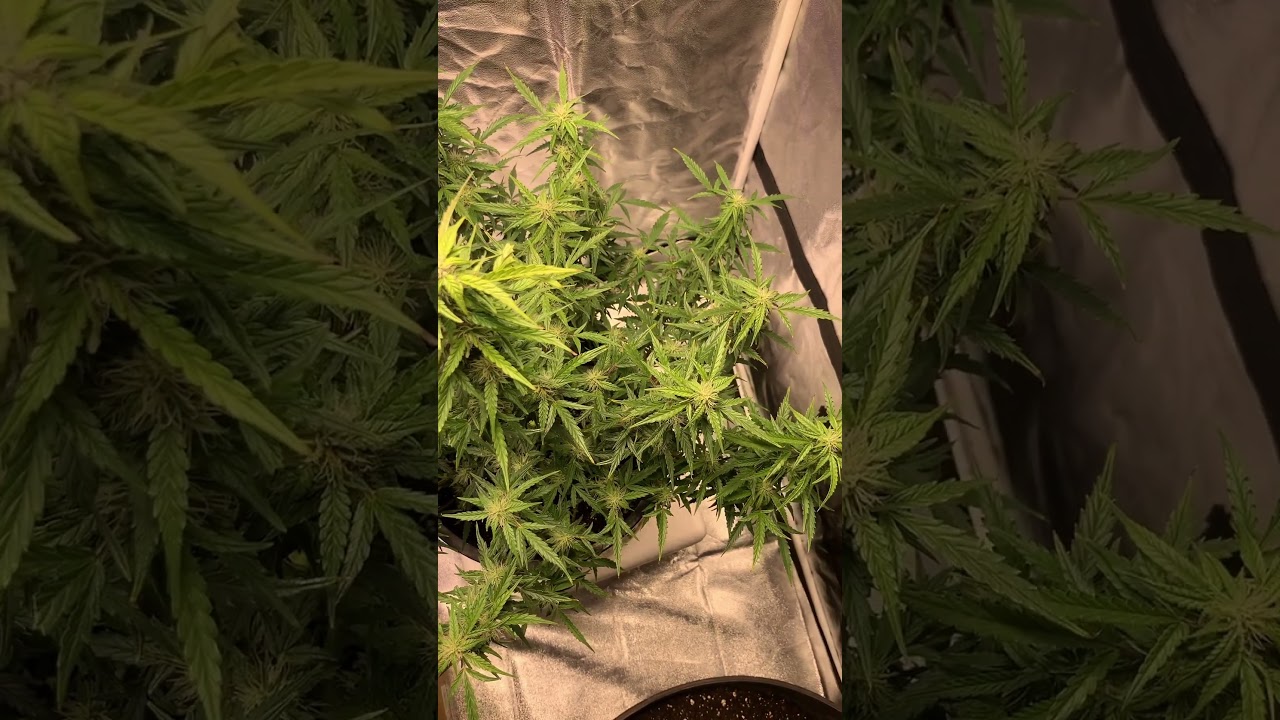 White Widow (auto grow) 2nd week of flower. First full week of boosters.