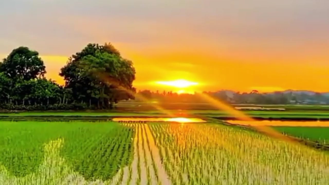 Restore Your Nervous System 🌿 Soothing Music for Deep Sleep, Stop Stressful Thoughts