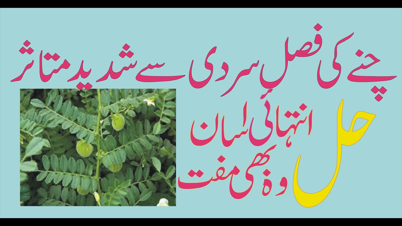 Gram/Channa# damage with clod wave# چنے کی فصل کیسے بچائیں