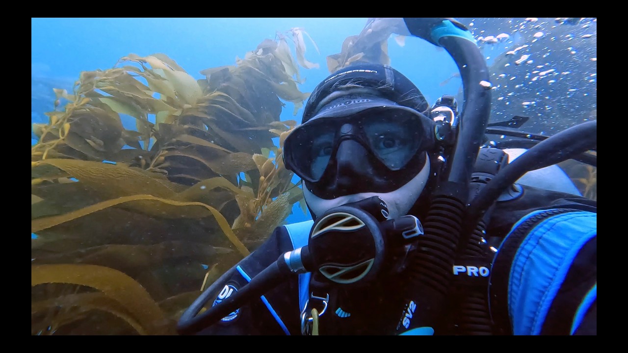 Sharks, rays, and seals, oh my! Laguna Beach Diving