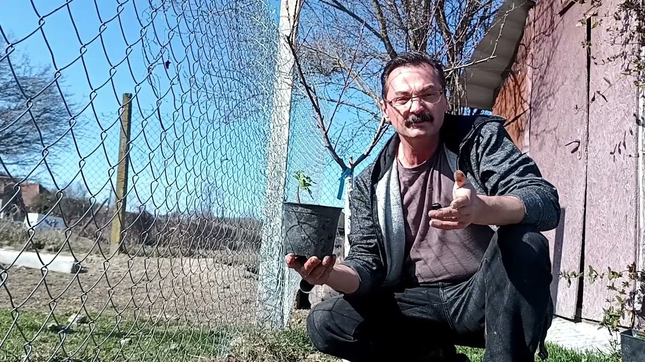 Trandafirii au format rădăcini în perioada: septembrie 2025 - martie 2026 ?