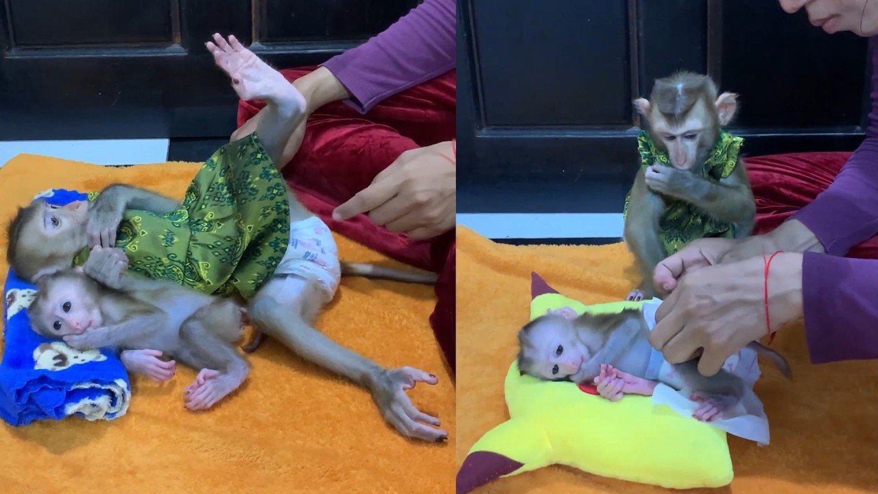 Adorable Baby Monkeys Getting Dressed & Cared For 🐒💚 So Cute!