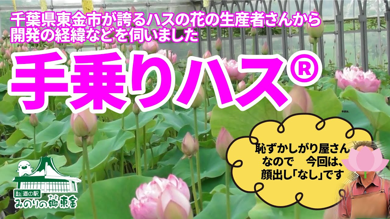 【手乗りハス®の生産者さんにお話を伺いました！】蓮の花への愛がほとばしる！His love for lotus flowers bursts out! #手乗りハス #大木園芸