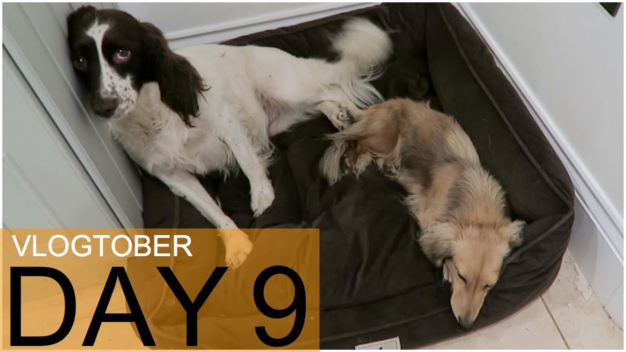 The BEEPing Dog! Vlogtober 9