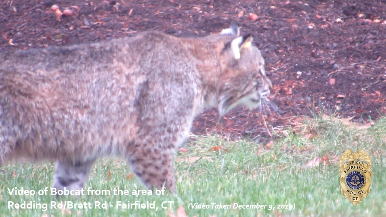 Bobcat Encounter, Brett Road Area - 12/16/19