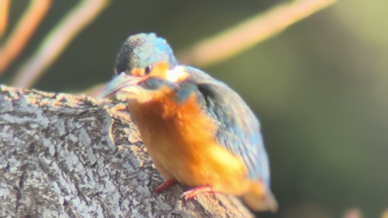 善福寺公園　カワセミ