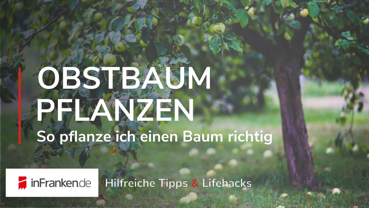 OBSTBAUM PFLANZEN: So pflanze ich einen Baum richtig | Hilfreiche Tipps