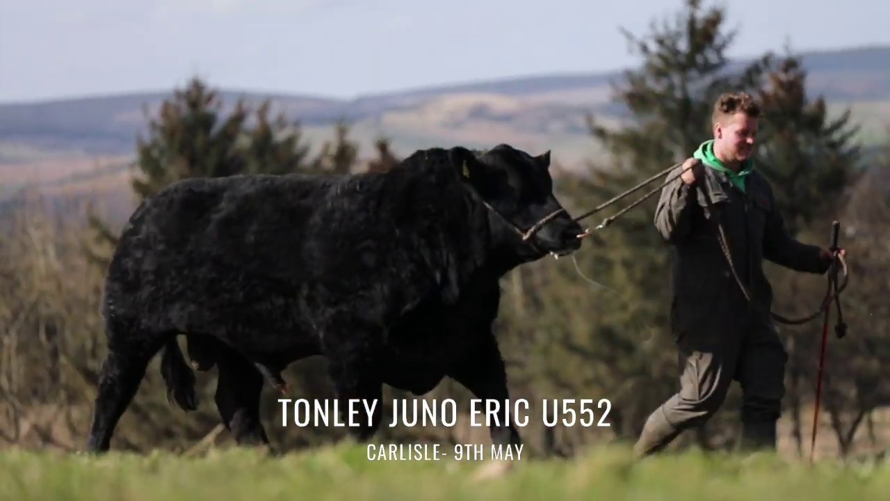 Tonley Aberdeen-Angus Bulls For Sale - May '20