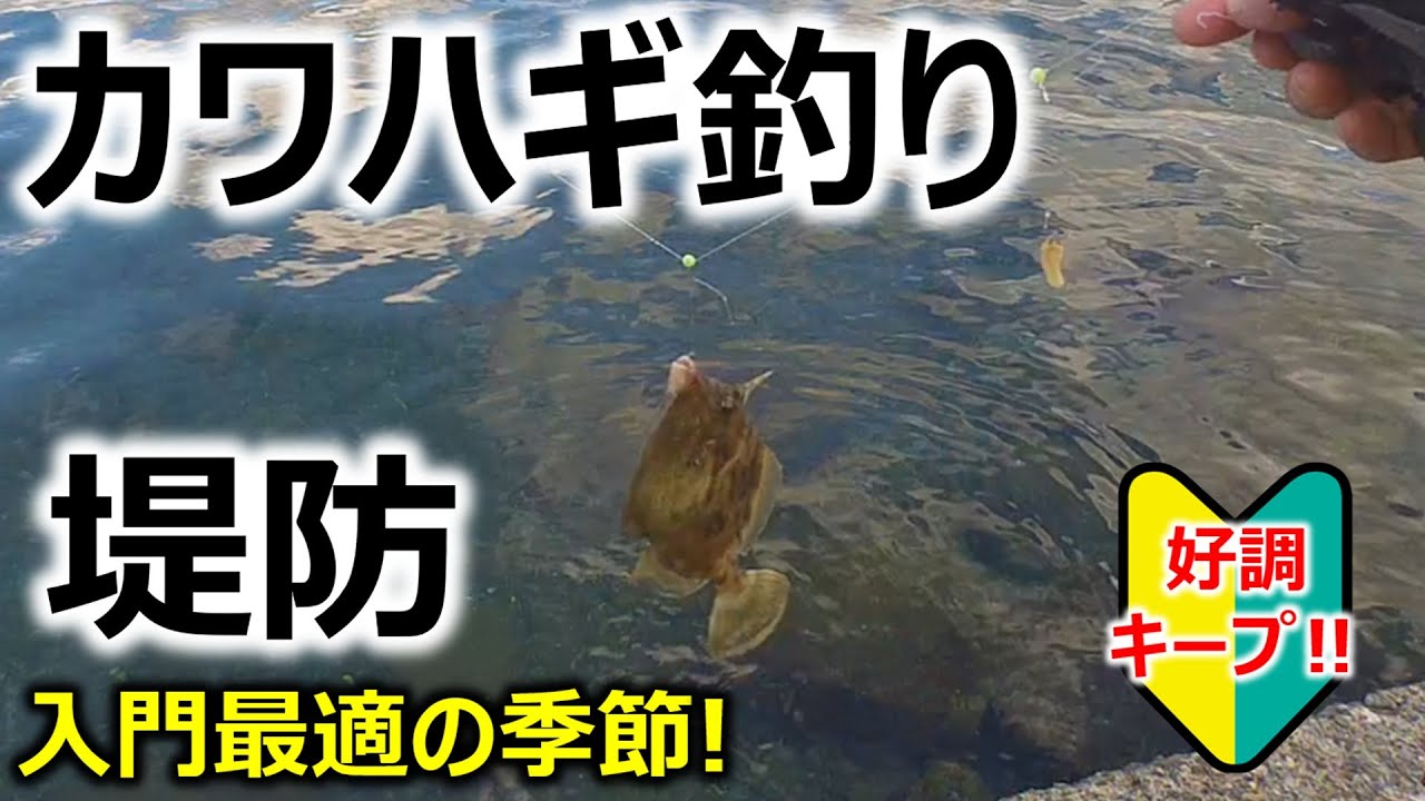 【好調キープ！】堤防カワハギ