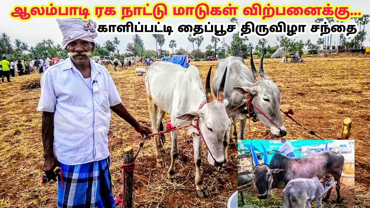 காளிபட்டி நாட்டு மாட்டு சந்தை |  ஆலம்பாடி நாட்டு மாடு அழிவின் விளிம்பில்..| Alambadi Cow