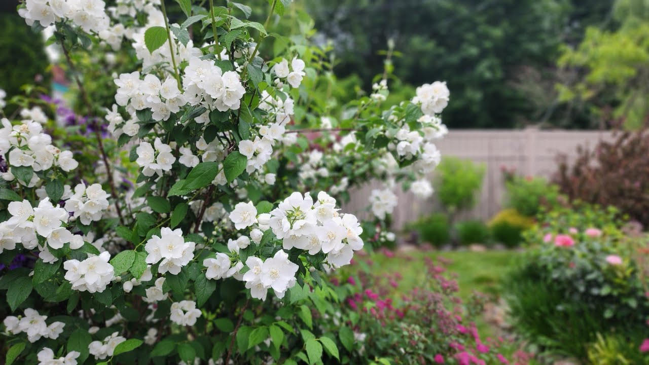 Mid June Blooms! Walkabout and Garden Tour 💚🤍💜