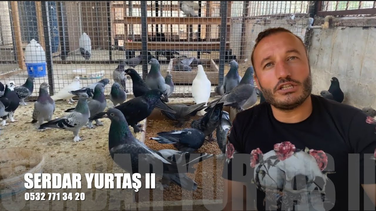 Taklacı Güvercin Sohbeti Serdar Yurttaş II (Kuaför)