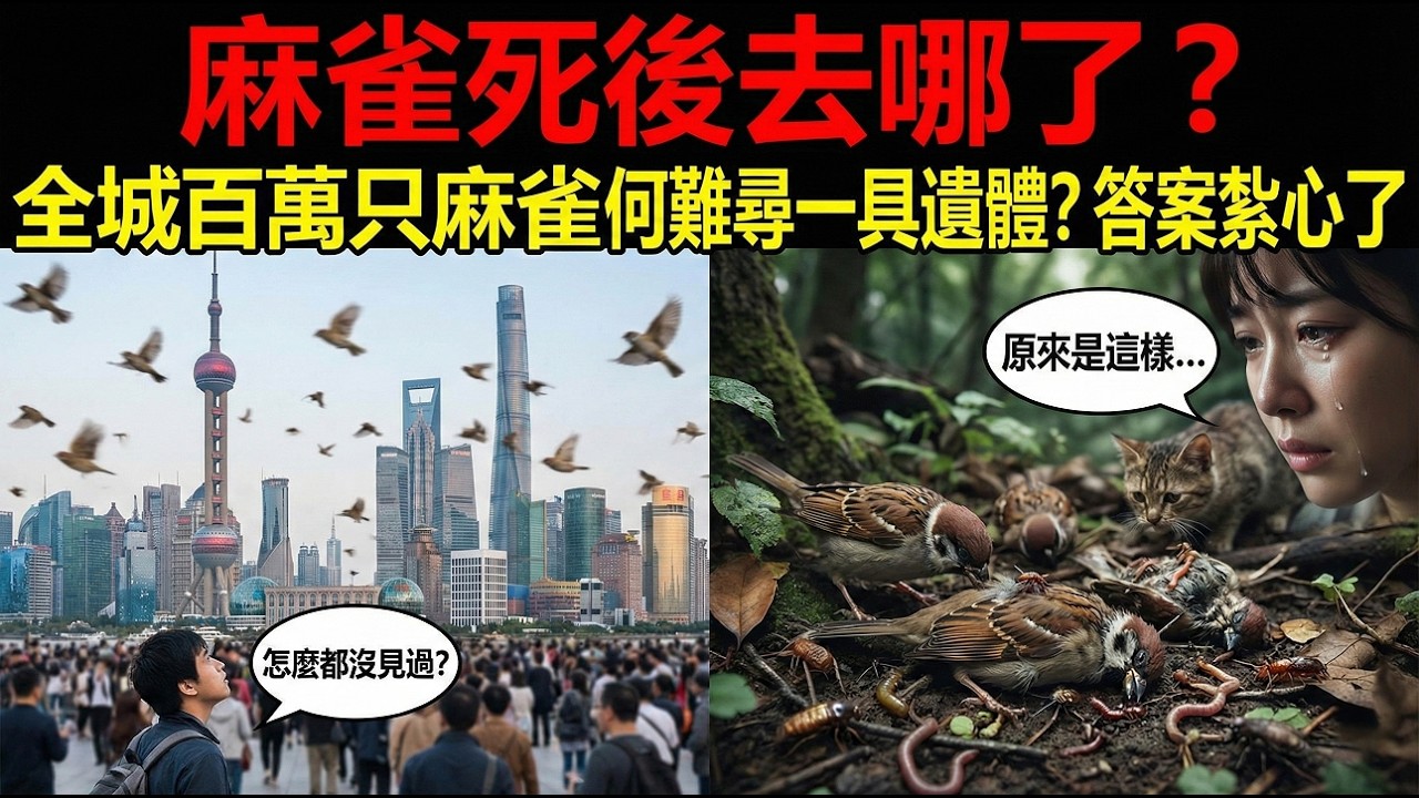 城市麻雀集體“隱身”？活的滿天飛，死的卻不見，真相藏著生態密碼