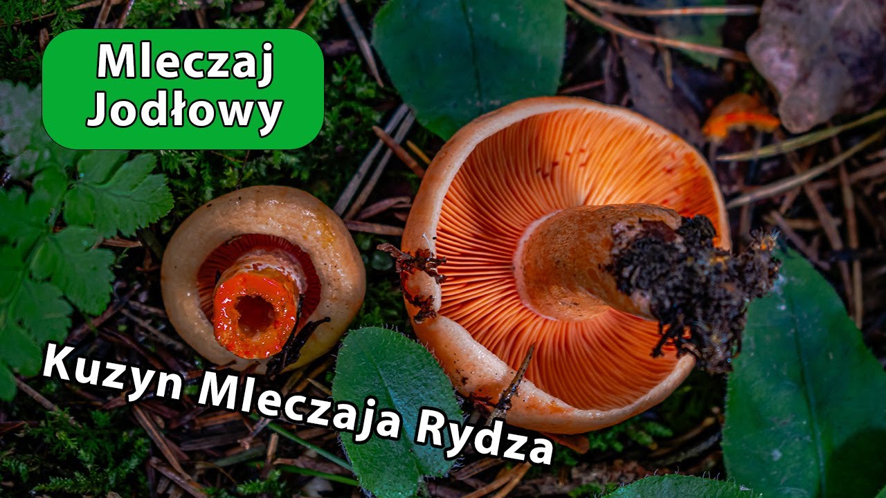Mleczaj Jodłowy - Lactarius salmonicolor - kuzyn Mleczaja Rydza