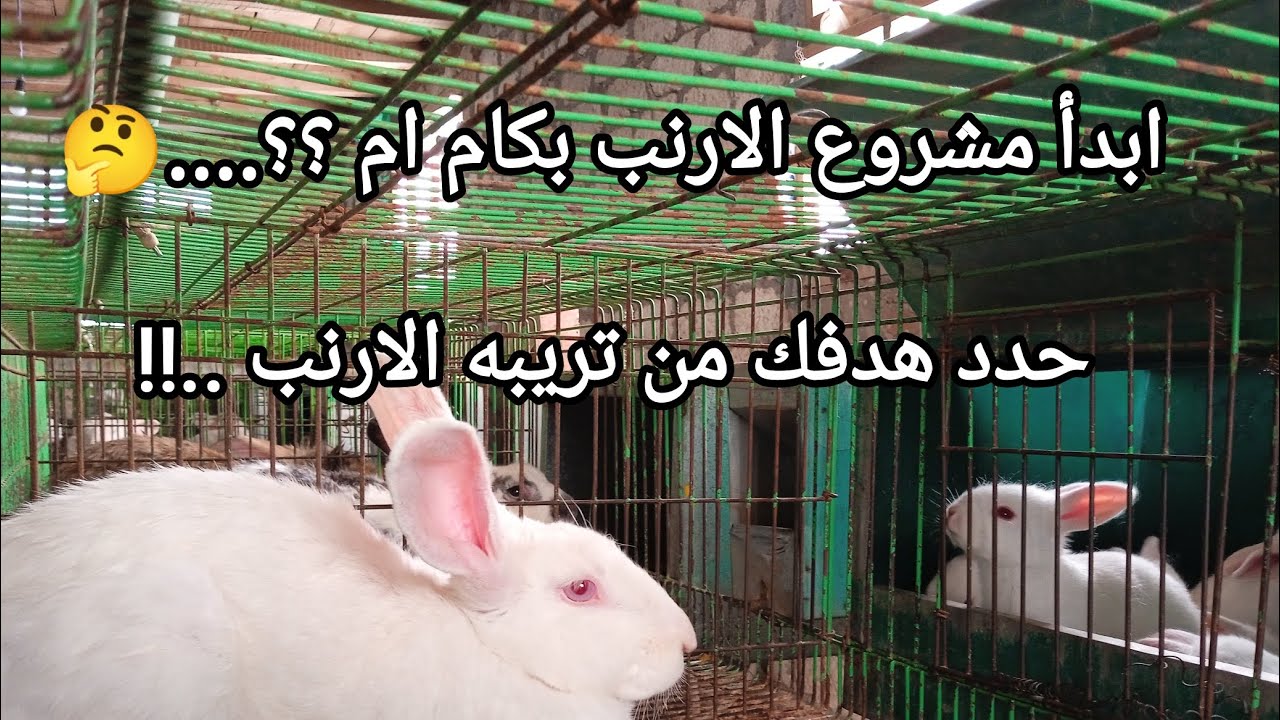 هو الصح ابتدي مشروع #الارانب بكام ام / حدد هدفك من تريبه #الارنب