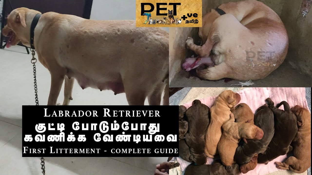 Labrador Retriever first litter Care & Precautions | Pet Positive Tamil | pregnant Lab delivery
