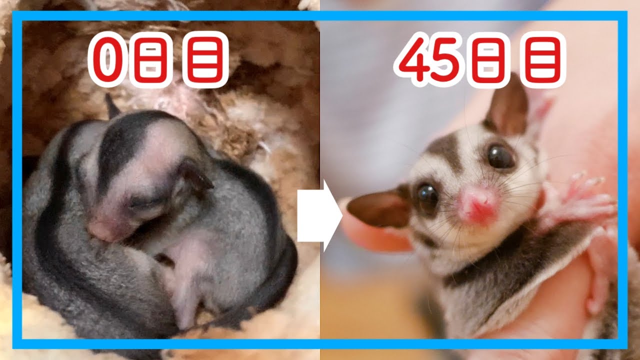 【フクロモモンガ】ベビー脱のうから45日間の成長記録【可愛いすぎる】