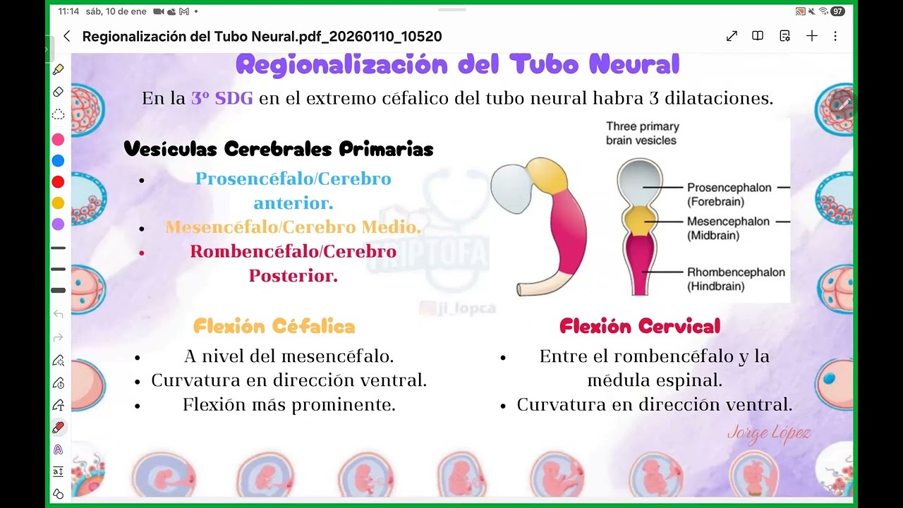 1. Regionalización del Tubo Neural.