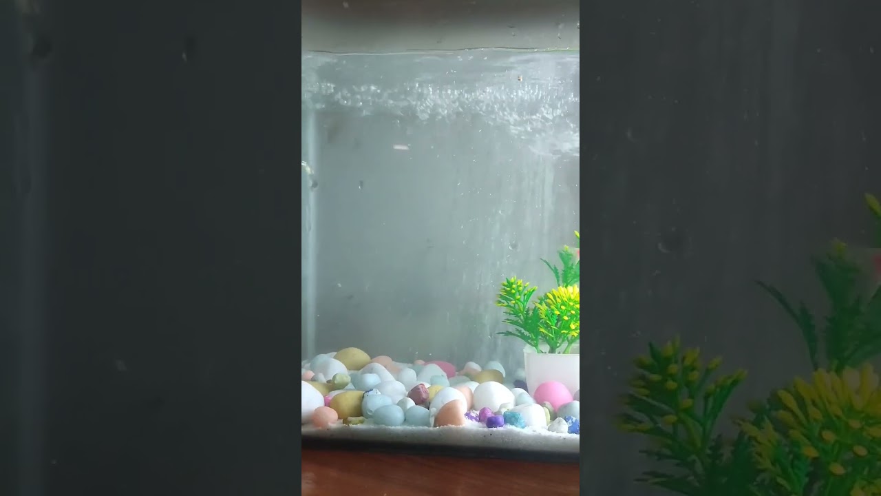Power filter flow control idea✨#fishcare #aquarium #beats #fishkeeping #viralshorts