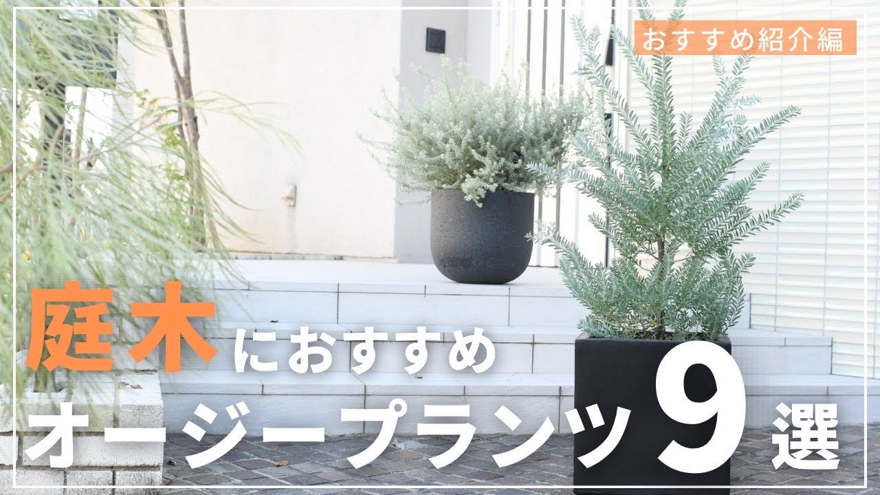 【新築向き庭木】植物屋店員がおすすめするオージープランツ9選