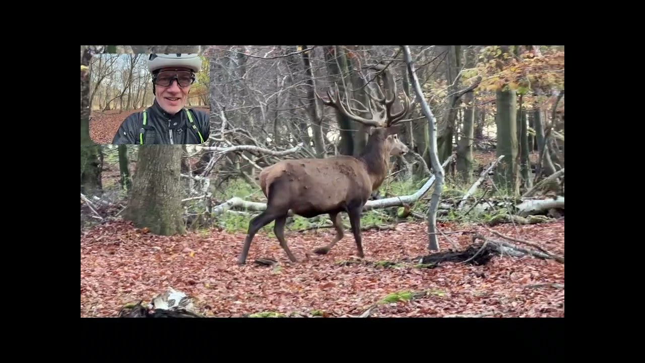 Spoiler alert - et eller flere dådyr er med i denne film 😜