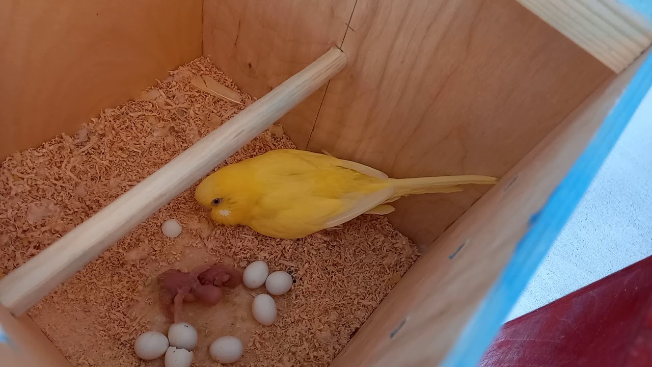 Tutuqusu balalari cixir😍 MasAllah