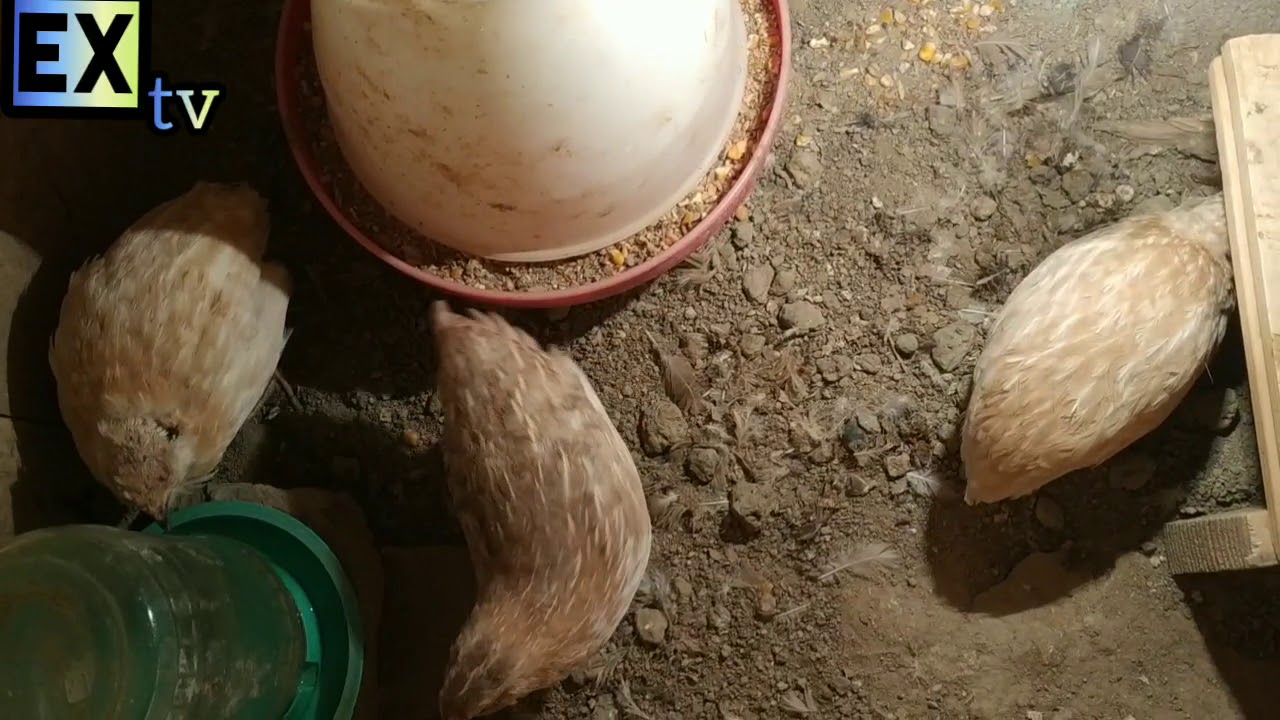 Bildircinler haqda melumat. Bildircinlerin yumurtamasi ucun ne lazimdi. Bildircinin saxlanma qaydasi