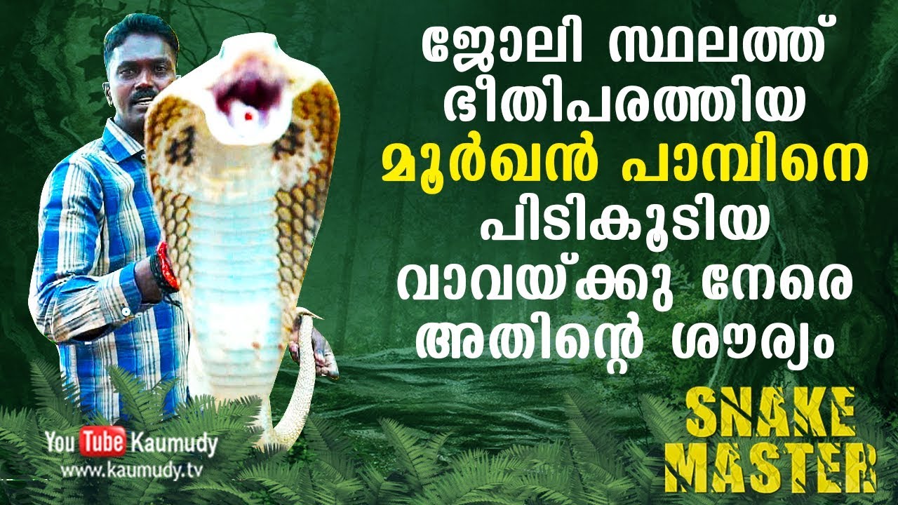 ജോലി സ്ഥലത്ത് ഭീതി പരത്തിയ മൂർഖൻ പാമ്പിനെ പിടികൂടിയ  വാവക്ക് നേരെ അതിന്റെ ശൗര്യം