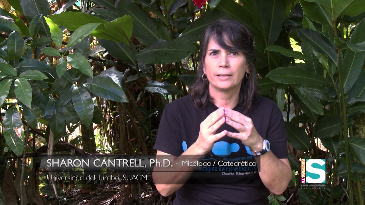 GEOAMBIENTE | HONGOS DE PUERTO RICO Seg 1