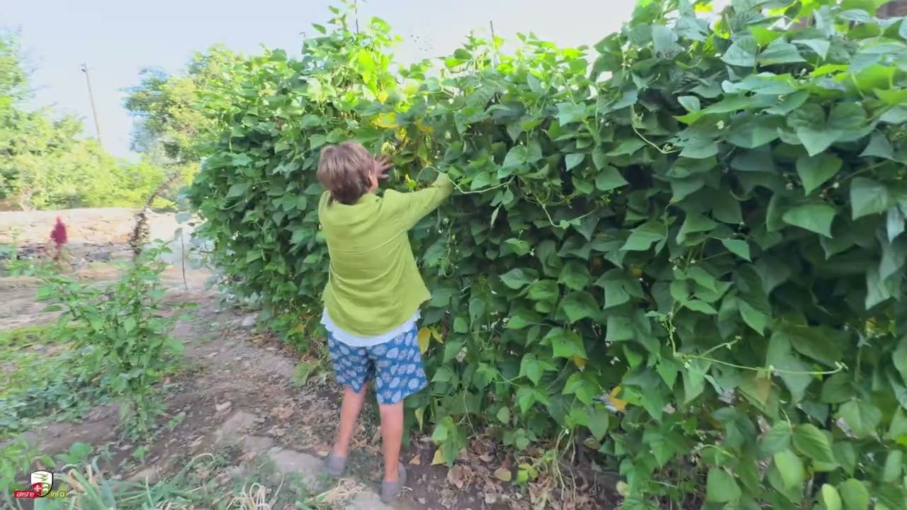 Cosechando en la Huerta de Aliste: Tomates, Calabacines y Más | #VeranoAliste2024