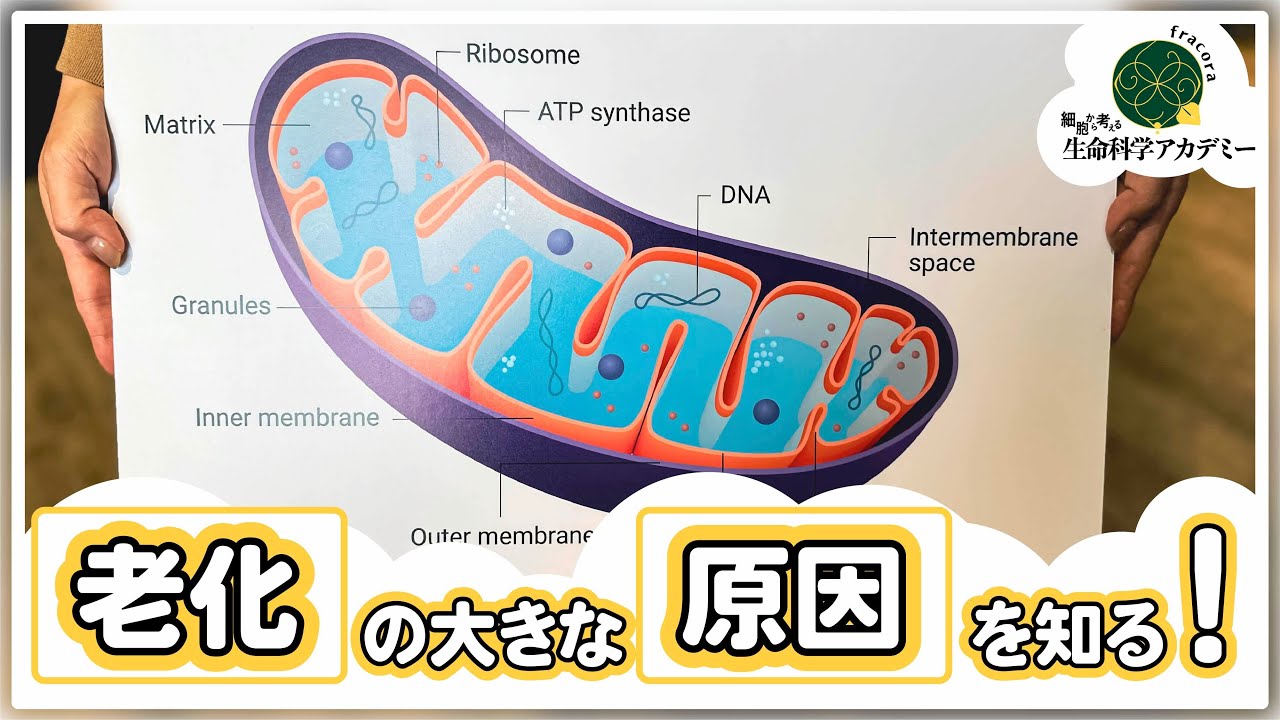 驚きの発見！若さの鍵を握る細胞の中のミトコンドリアの本当の姿・・・｜#05 大阪大学 吉森保先生