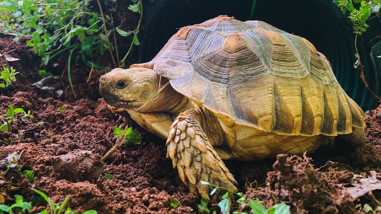 Building a Simple Tortoise Pen, for a Sulcata Tortoise!!