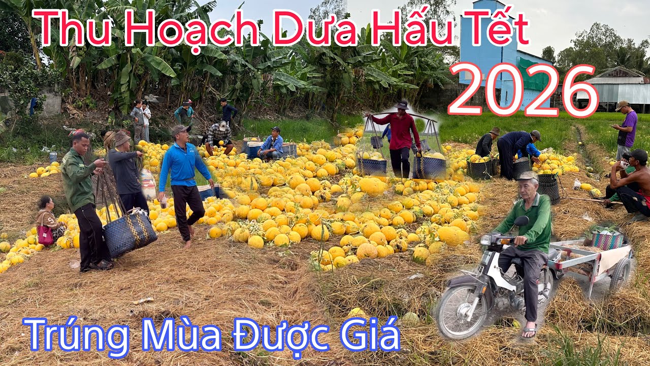 Thu Hoạch Dưa Hấu Ngày Tết 2026 Trúng Mùa Được Giá