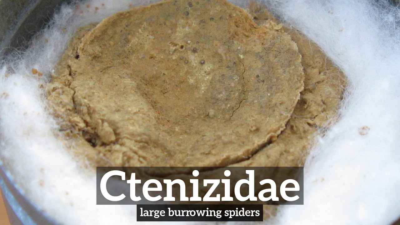 How Does Ctenizidae Look? | How to Say Ctenizidae in English? | What is Ctenizidae?