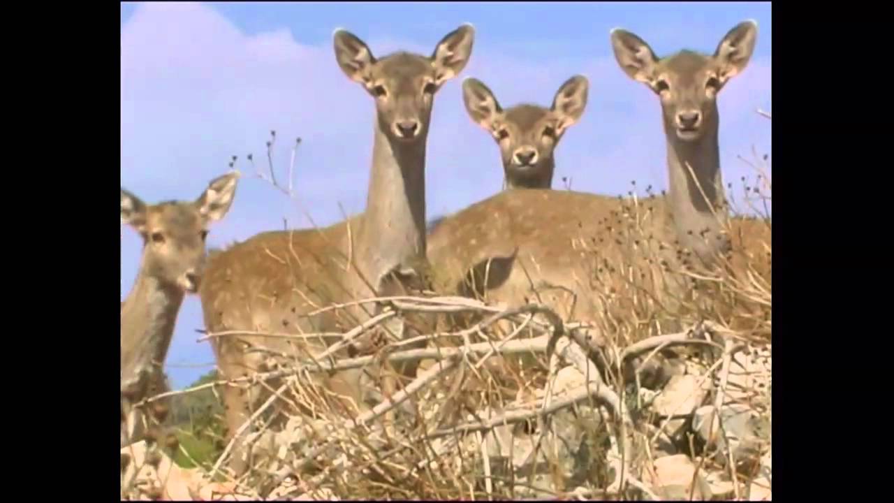 חי בר כרמל     -     محمية الحيوانات البرية 