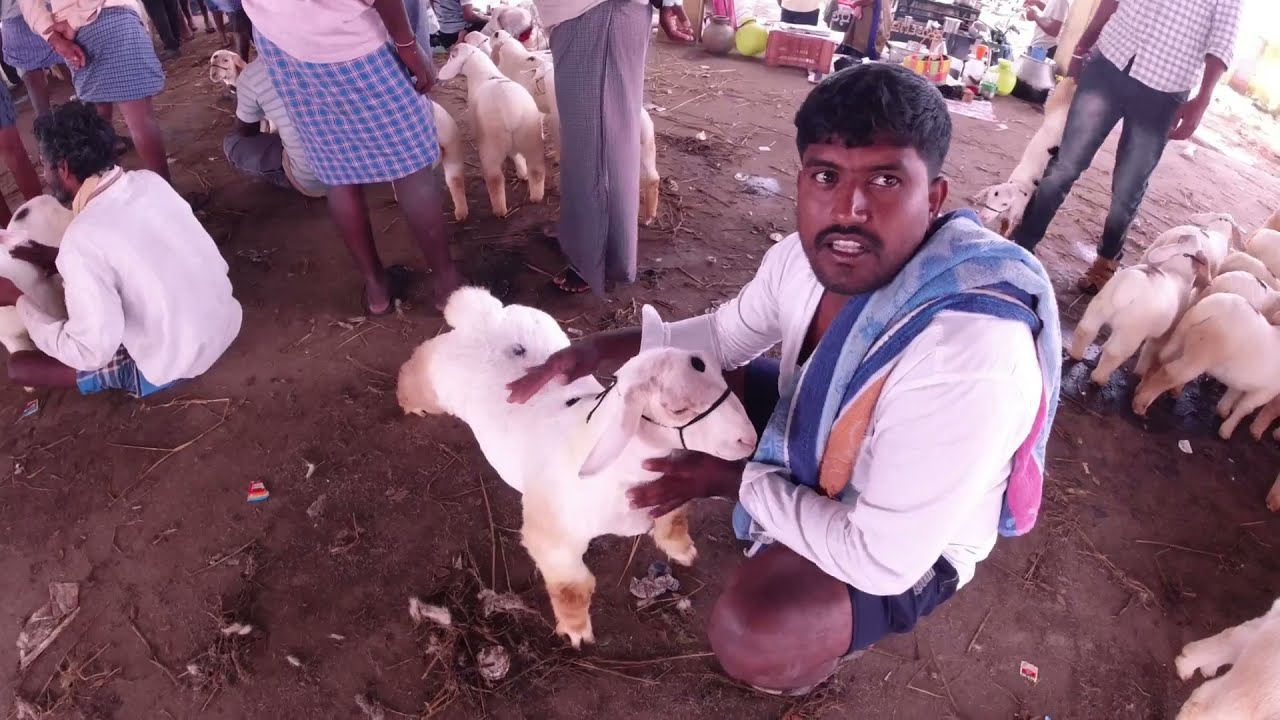 Kirugavalu Bandur Sheep Market ಕಿರುಗಾವಲು ಬಂಡೂರು ಕುರಿ ಮಾರುಕಟ್ಟೆ Breeding Varieties #farmervlogs