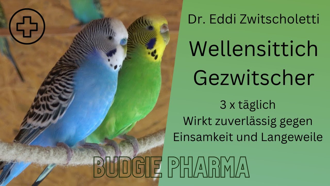 Wellensittich Gezwitscher  - Beschäftigung und Unterhaltung für Wellis und ihre Besitzer