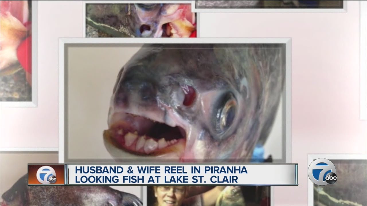 Husband and wife reel in Piranha looking fish at Lake St. Clair