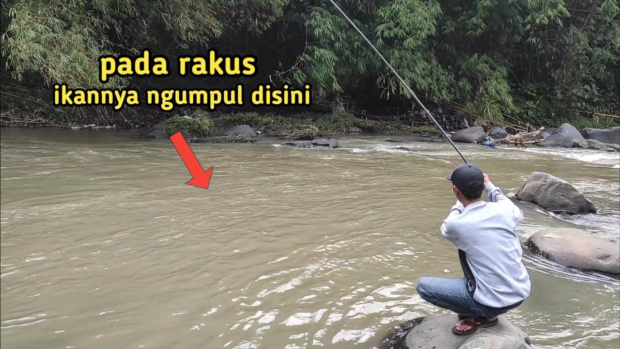 Mancing ikan regis/wader kepek di sungai arus deras,, full strike ikannya ganas ganas lur