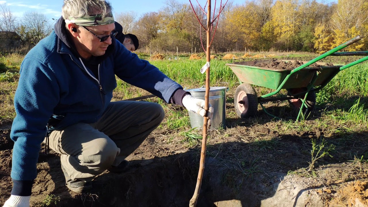 Посадка нектарина 