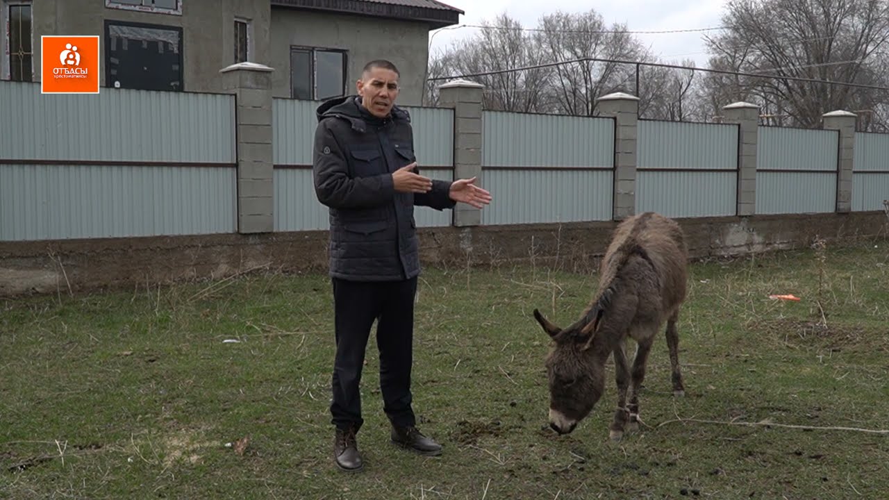 Есек неге арам