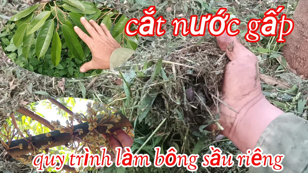 quy trình làm bông sầu riêng phát cỏ cắt nước gấp 
