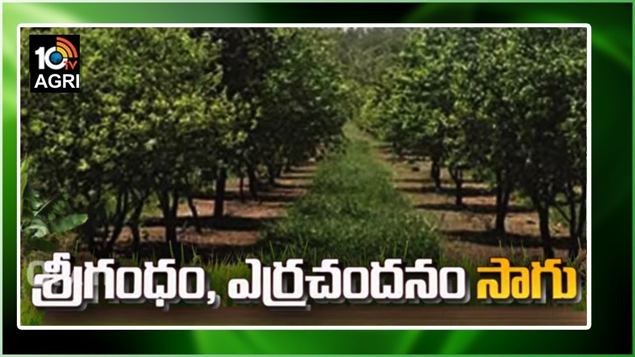 శ్రీగంధం, ఎర్రచందనం సాగు | Red Sandal Farming | Matti Manishi | 10TV News