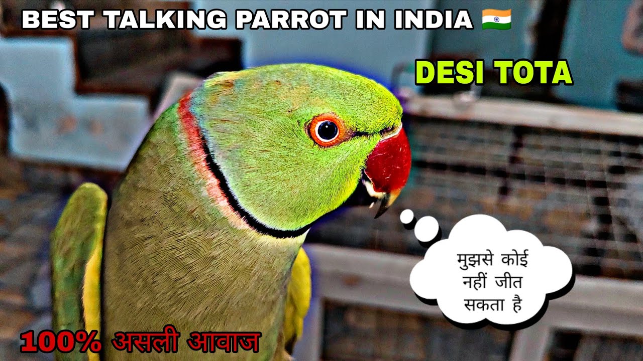 BEST TALKING PARROT IN INDIA 🇮🇳 | मुझे कोई नहीं जीत सकता 😂  देसी तोता ‎⁨@Gangguparrot⁩  